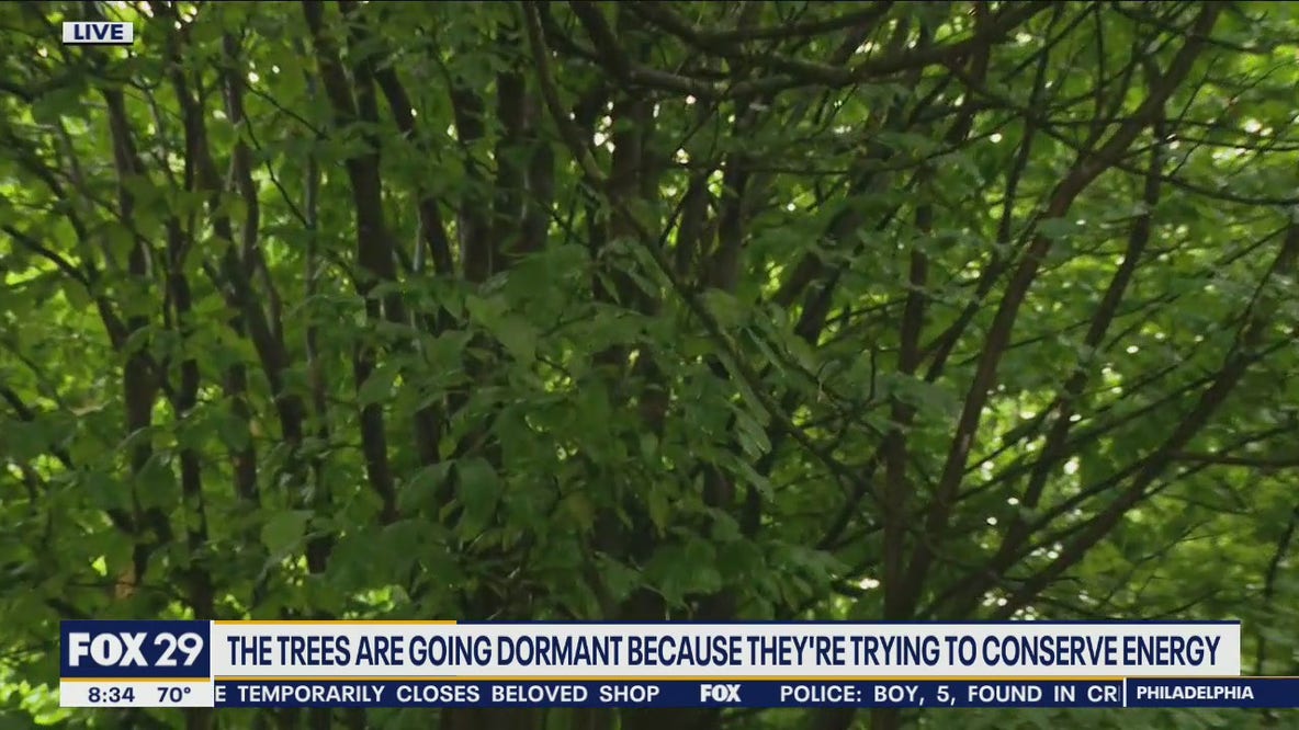 Why are trees losing their leaves?